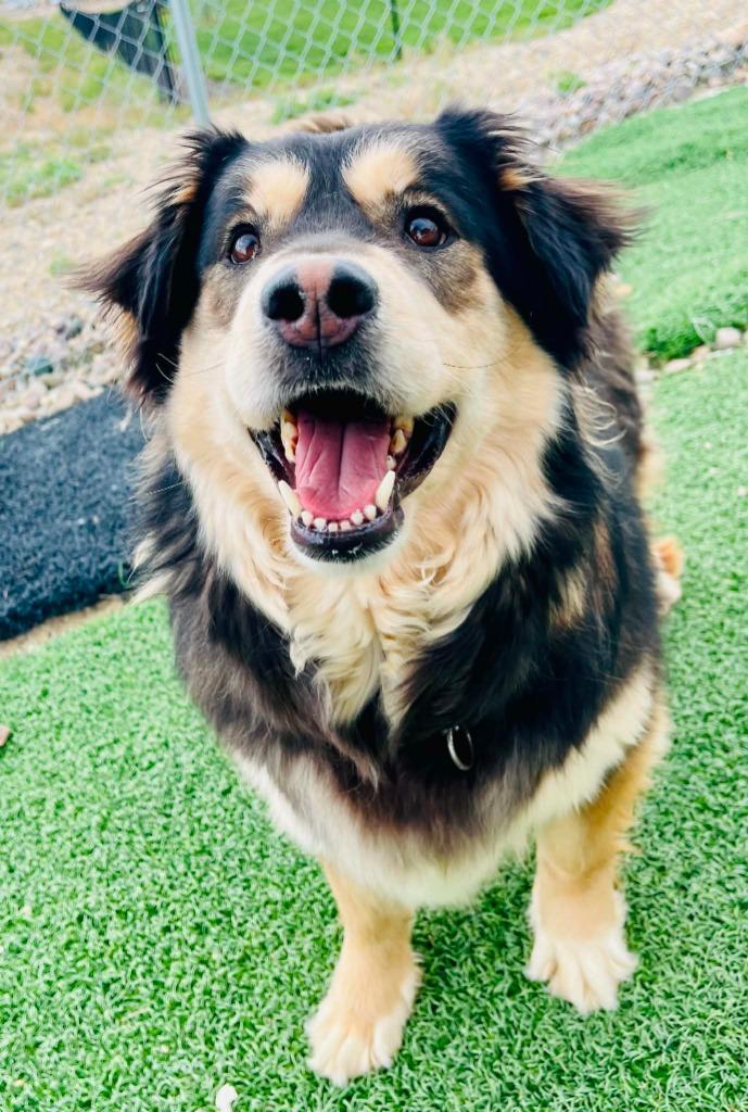 Enlarge Kiara, a Adoptable mixed breed in Green River, WY image 6/6