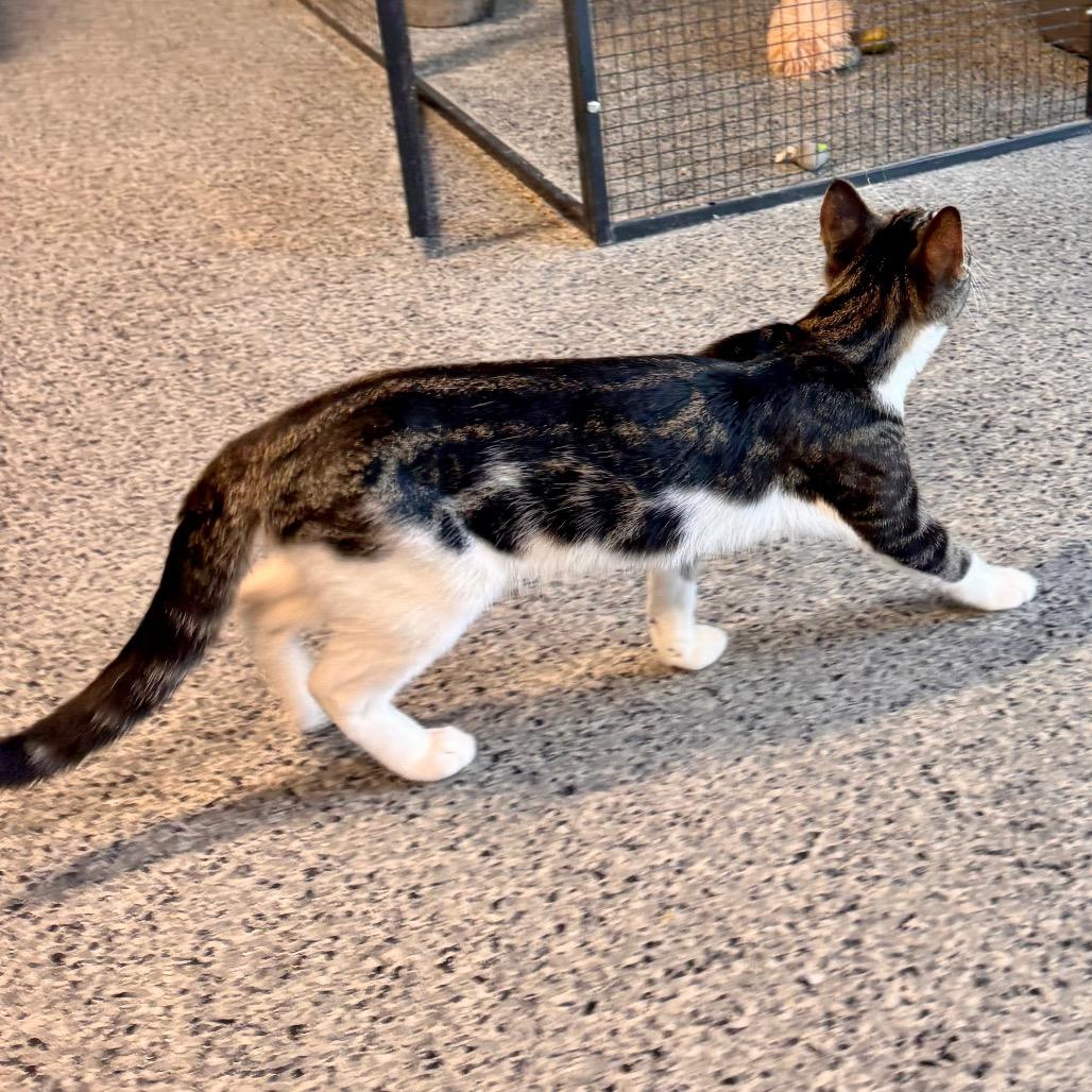 Peter Picasso, a Adoptable Domestic Medium Hair in Mondovi, WI image 1/4