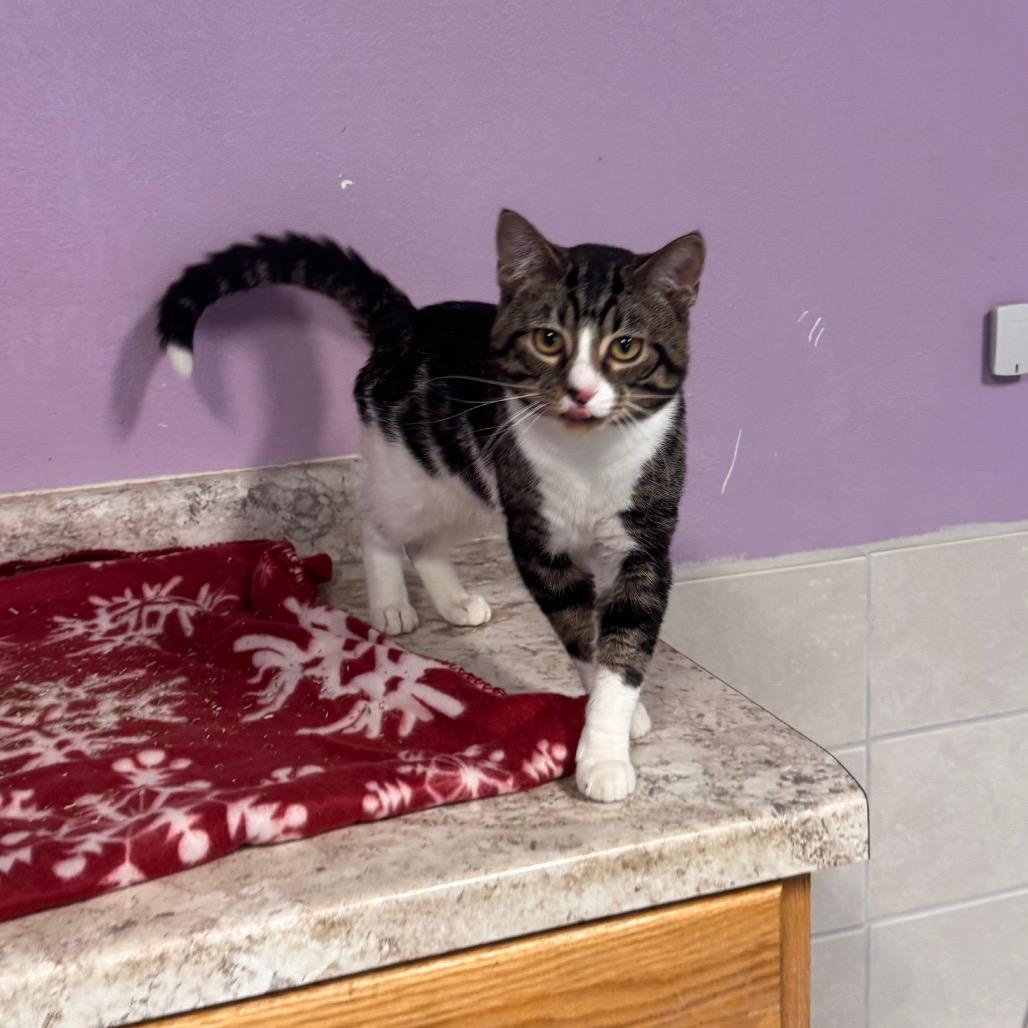 Peter Picasso, a Adoptable Domestic Medium Hair in Mondovi, WI image 3/4