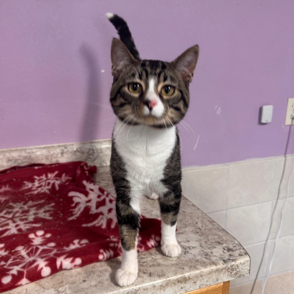 Peter Picasso, a Adoptable Domestic Medium Hair in Mondovi, WI image 4/4