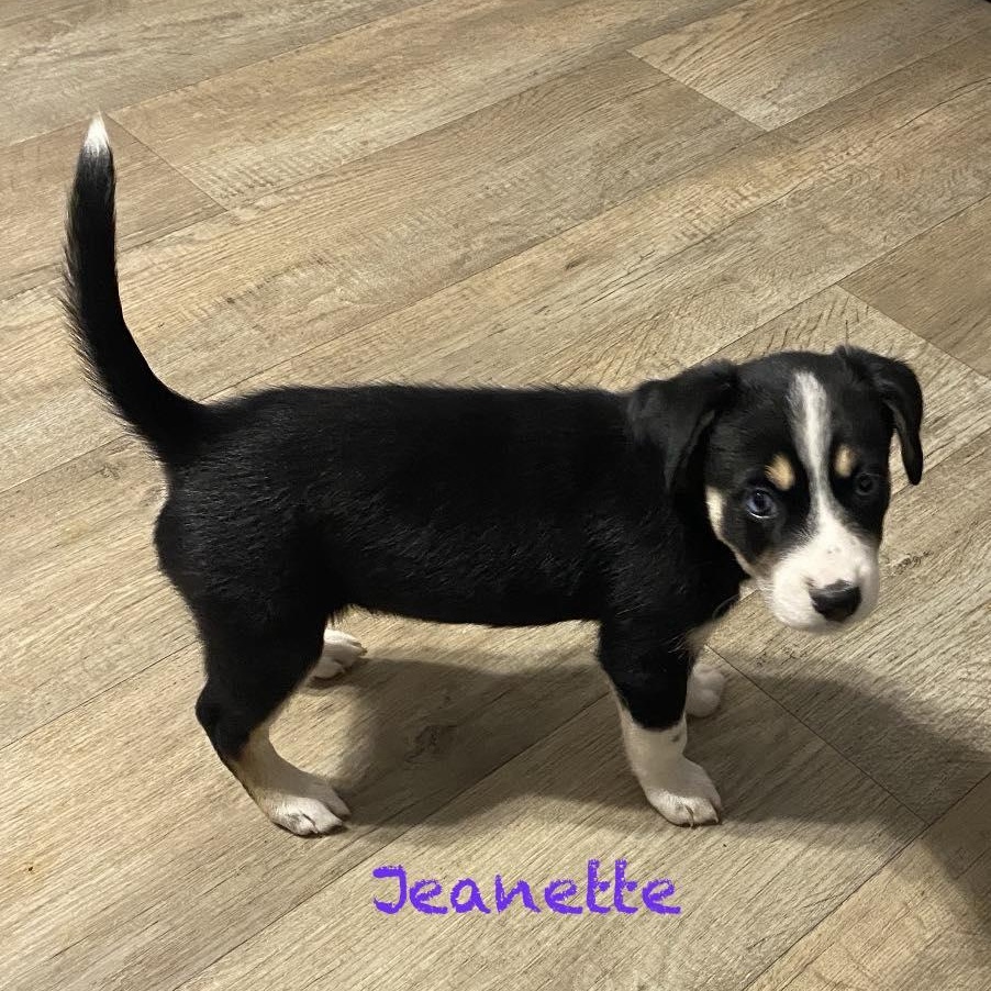 Jeanette, ADOPTABLE, Puppy Female Husky & Border Collie.