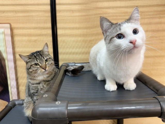 Elodie, Adoptable, Adult Female Domestic Short Hair & Siamese.