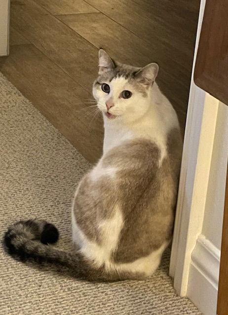 Enlarge Elodie, a Adoptable mixed breed in Mission Viejo, CA image 2/3