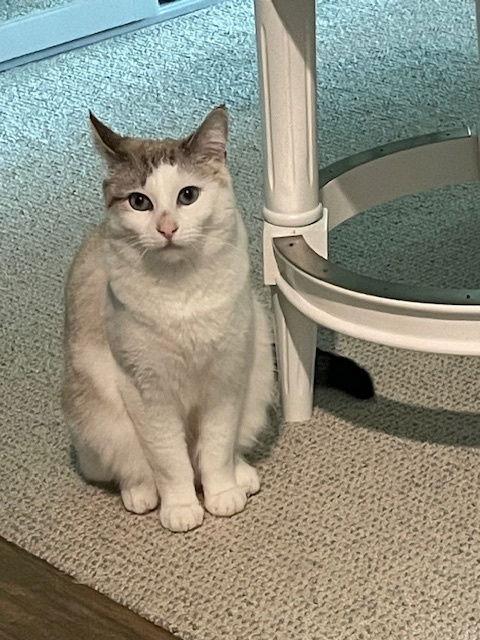 Enlarge Elodie, a Adoptable mixed breed in Mission Viejo, CA image 3/3