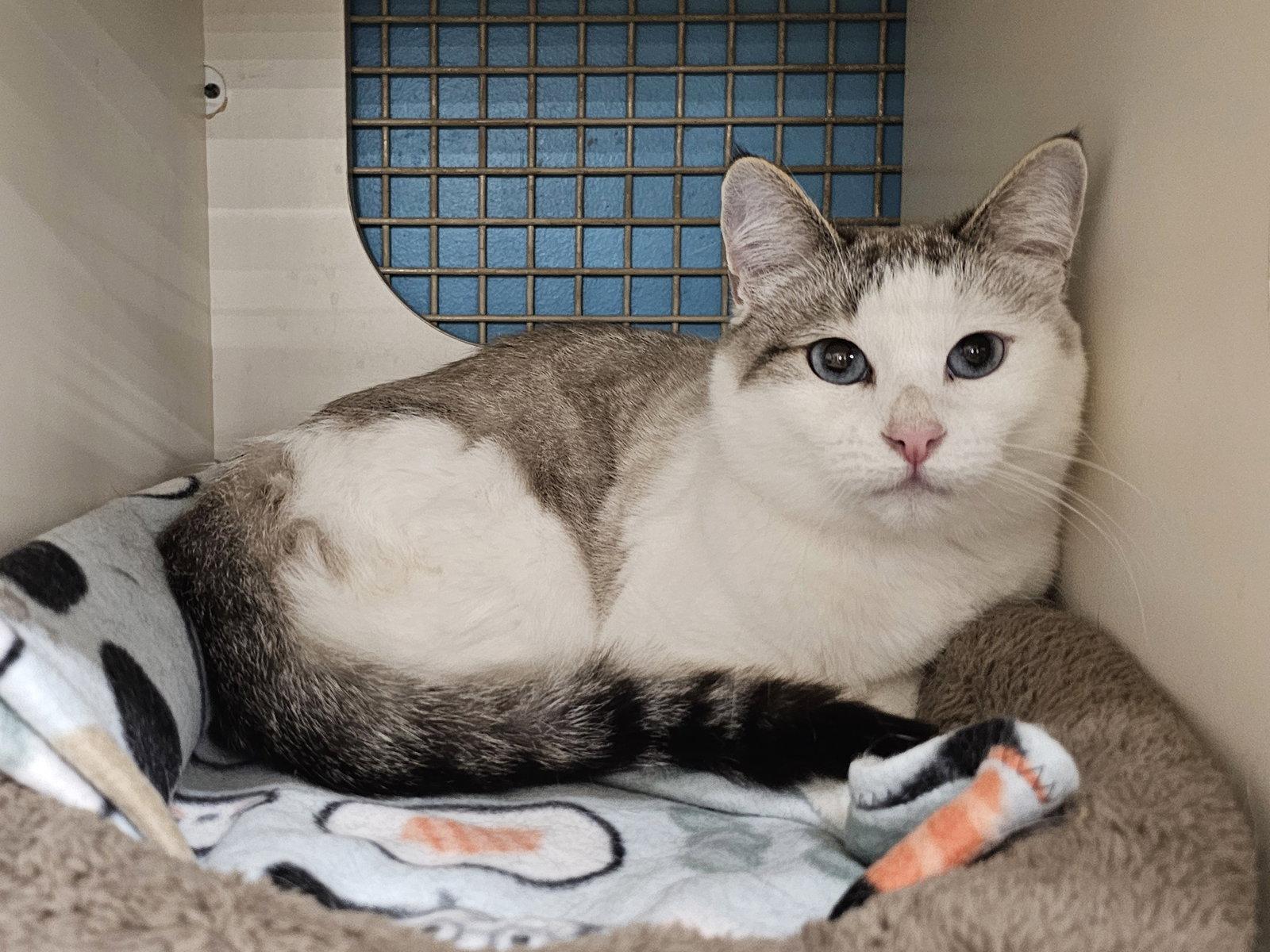 Enlarge Elodie, a Adoptable mixed breed in Mission Viejo, CA image 2/3
