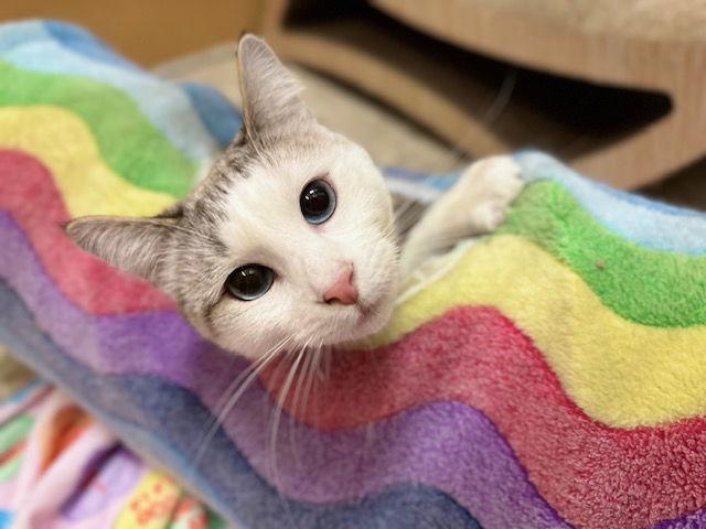 Enlarge Elodie, a Adoptable mixed breed in Mission Viejo, CA image 3/3