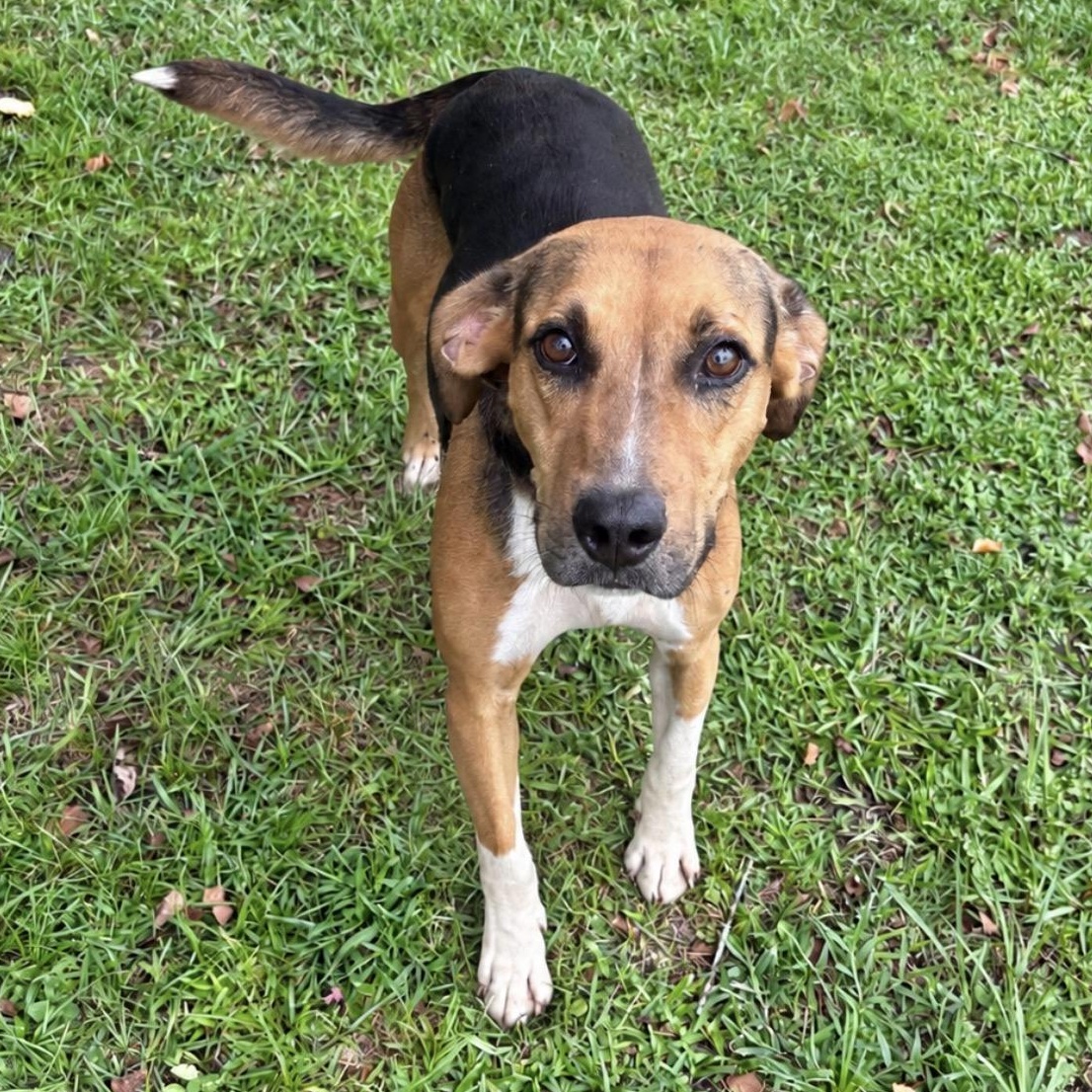 Enlarge Stella, a Adoptable mixed breed in Valdosta, GA image 2/2