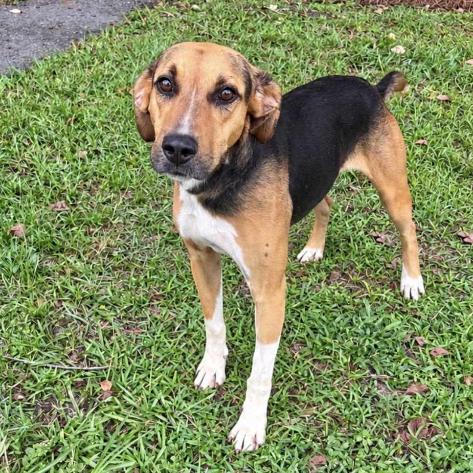 Stella, Adoptable, Young Female Labrador Retriever & Hound.