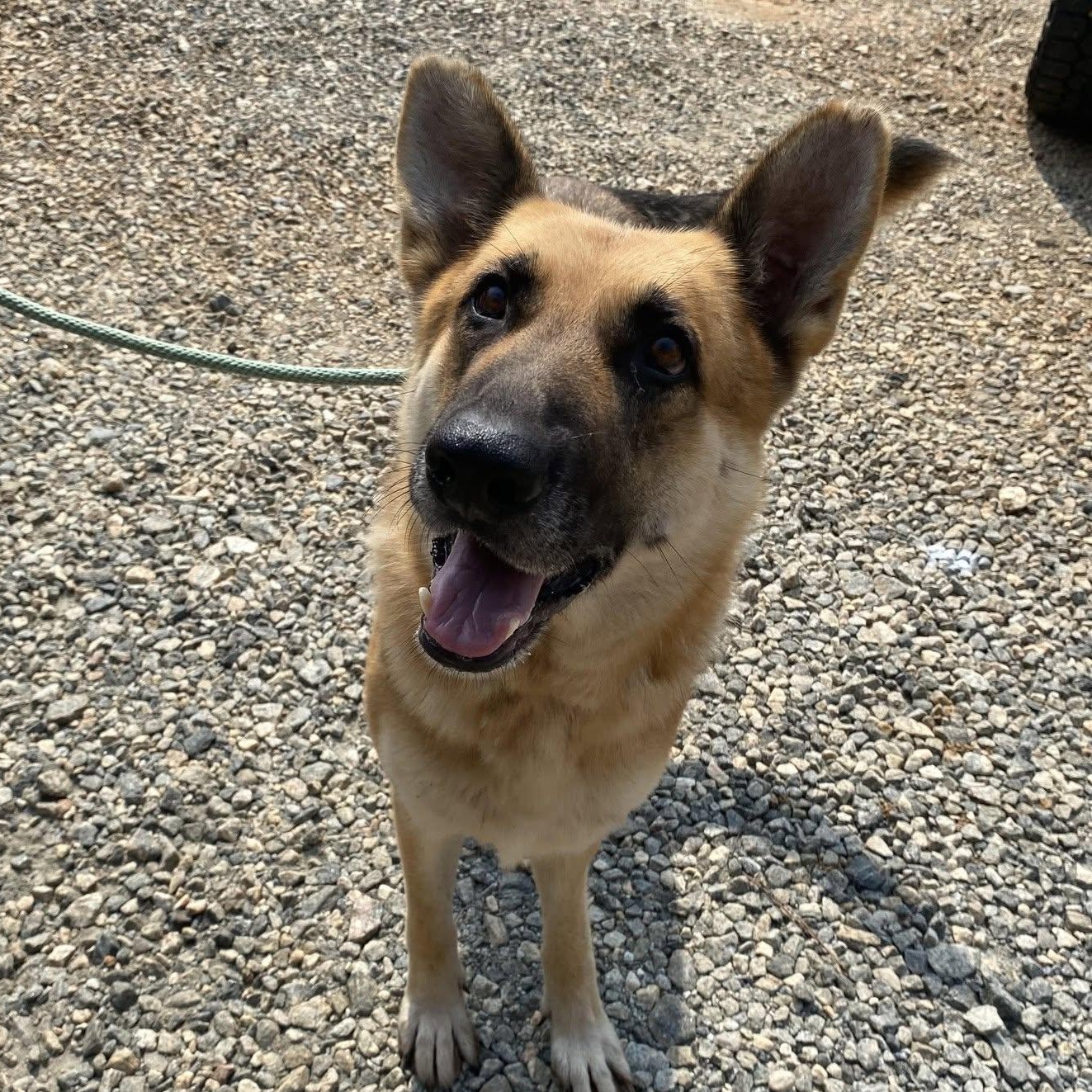 Enlarge Athena, an adopted German Shepherd Dog in Newborn, GA image 2/2