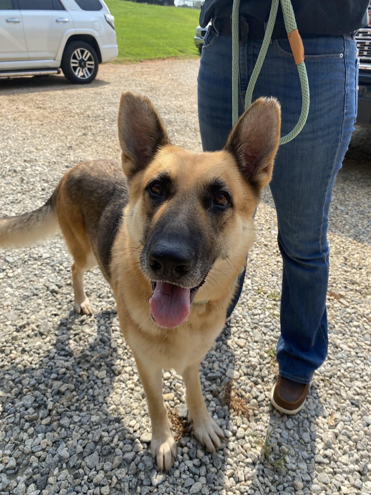 Enlarge Athena, an adopted German Shepherd Dog in Newborn, GA image 1/2