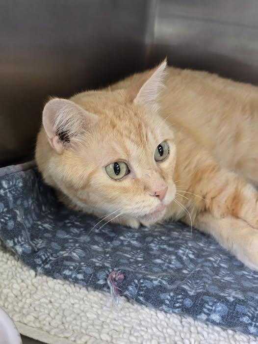 Morris, adopted, Senior Male Domestic Short Hair.