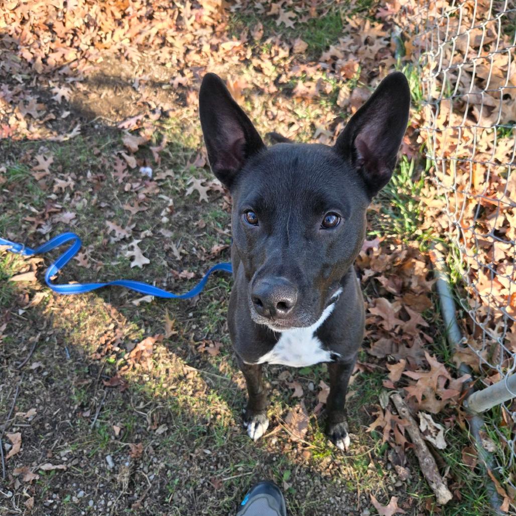 Enlarge Axel, a Adoptable mixed breed in Columbia Station, OH image 1/6