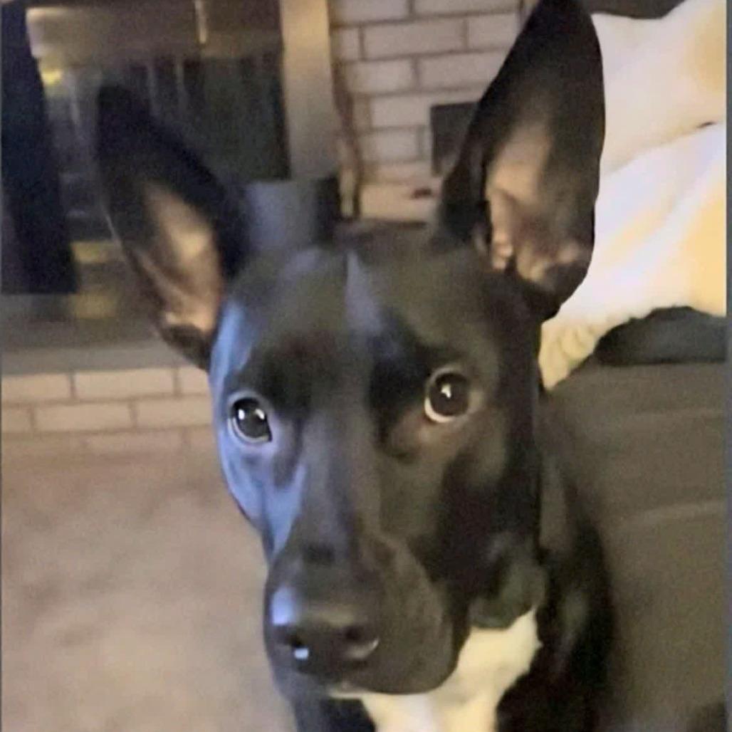 Enlarge Axel, a Adoptable mixed breed in Columbia Station, OH image 2/6