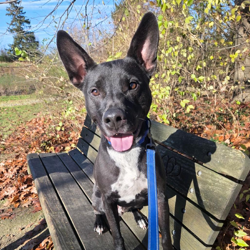 Enlarge Axel, a Adoptable mixed breed in Columbia Station, OH image 3/6
