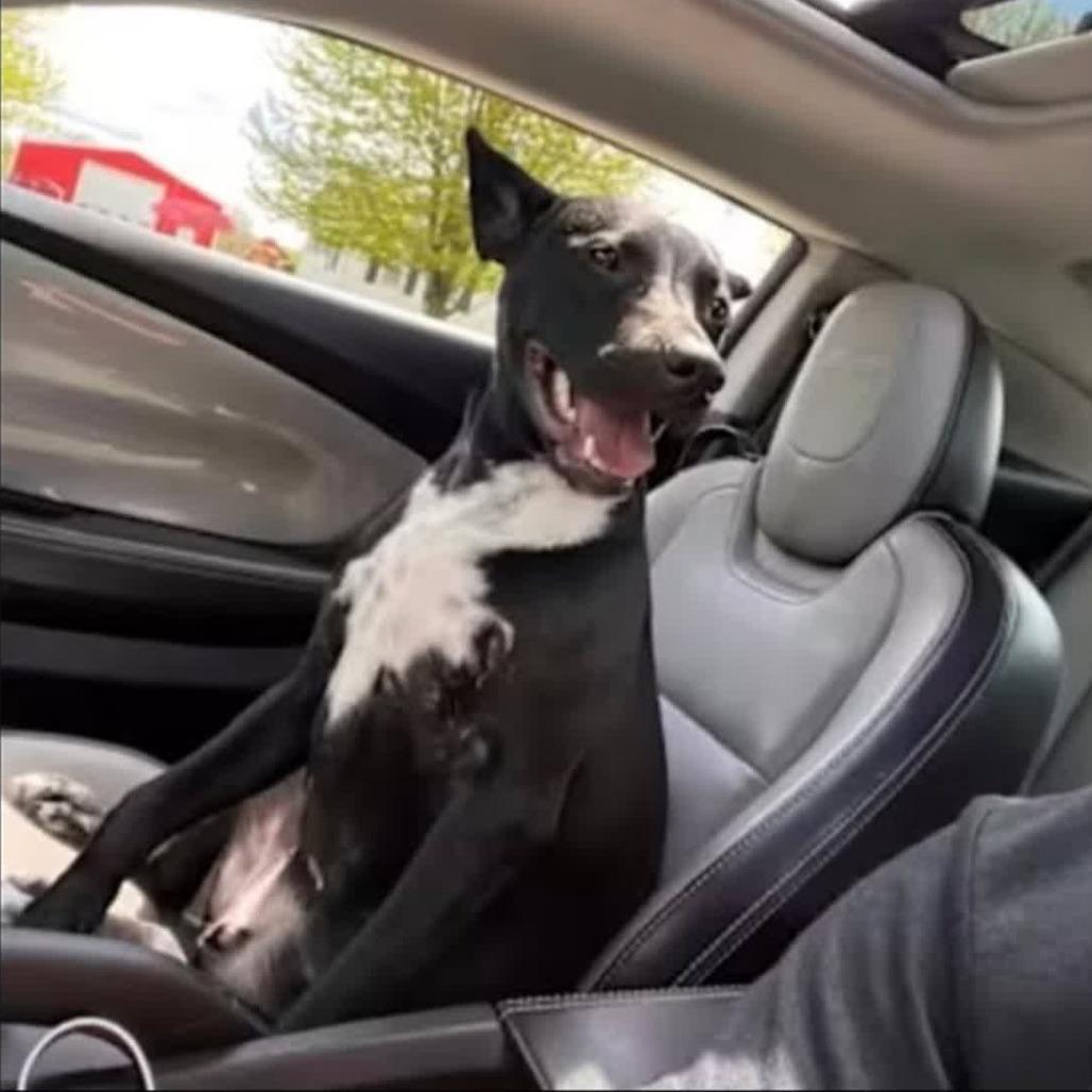 Enlarge Axel, a Adoptable mixed breed in Columbia Station, OH image 4/6