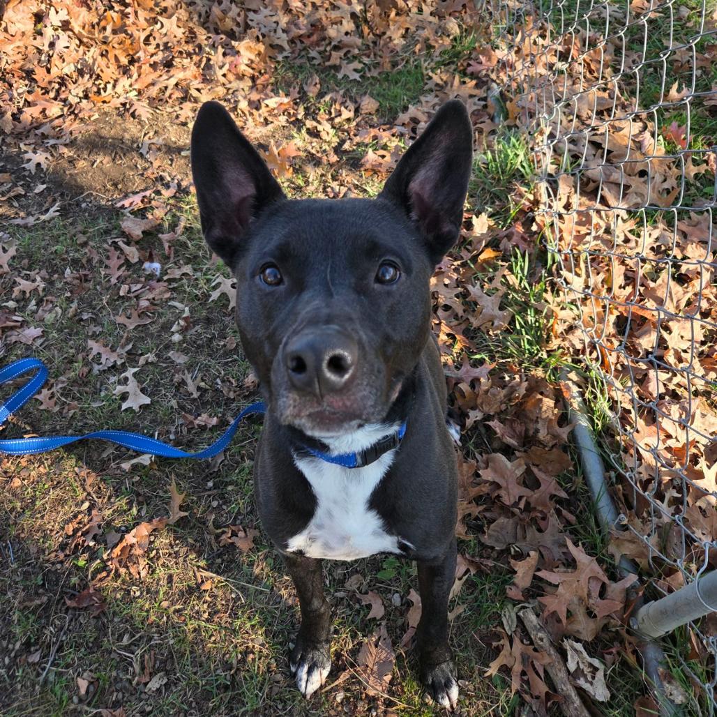 Enlarge Axel, a Adoptable mixed breed in Columbia Station, OH image 5/6