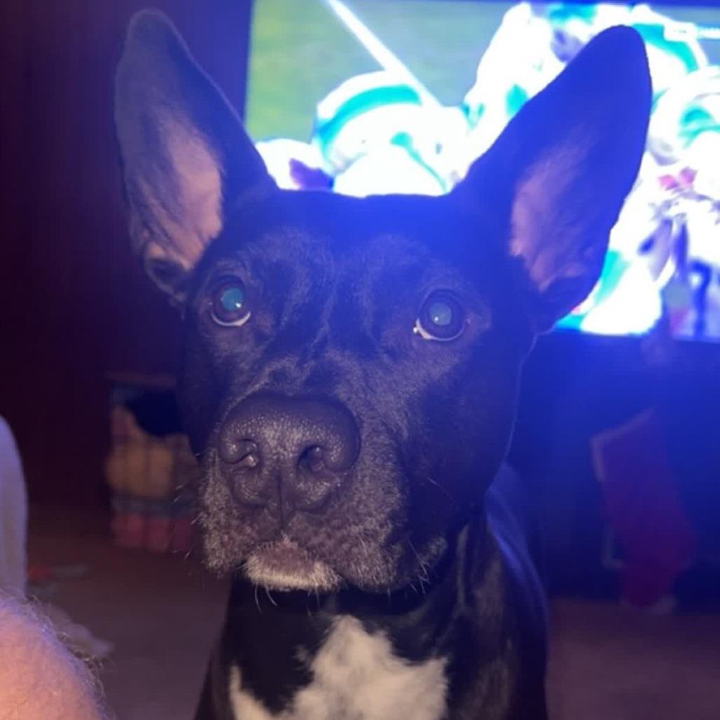 Enlarge Axel, a Adoptable mixed breed in Columbia Station, OH image 6/6