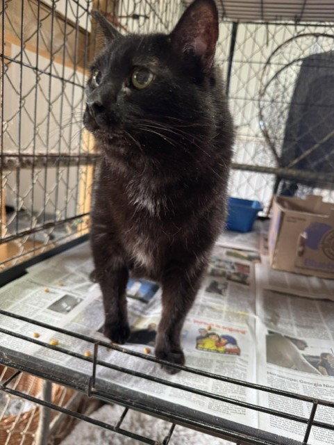 Luna, Adopted, Senior Female Domestic Short Hair.