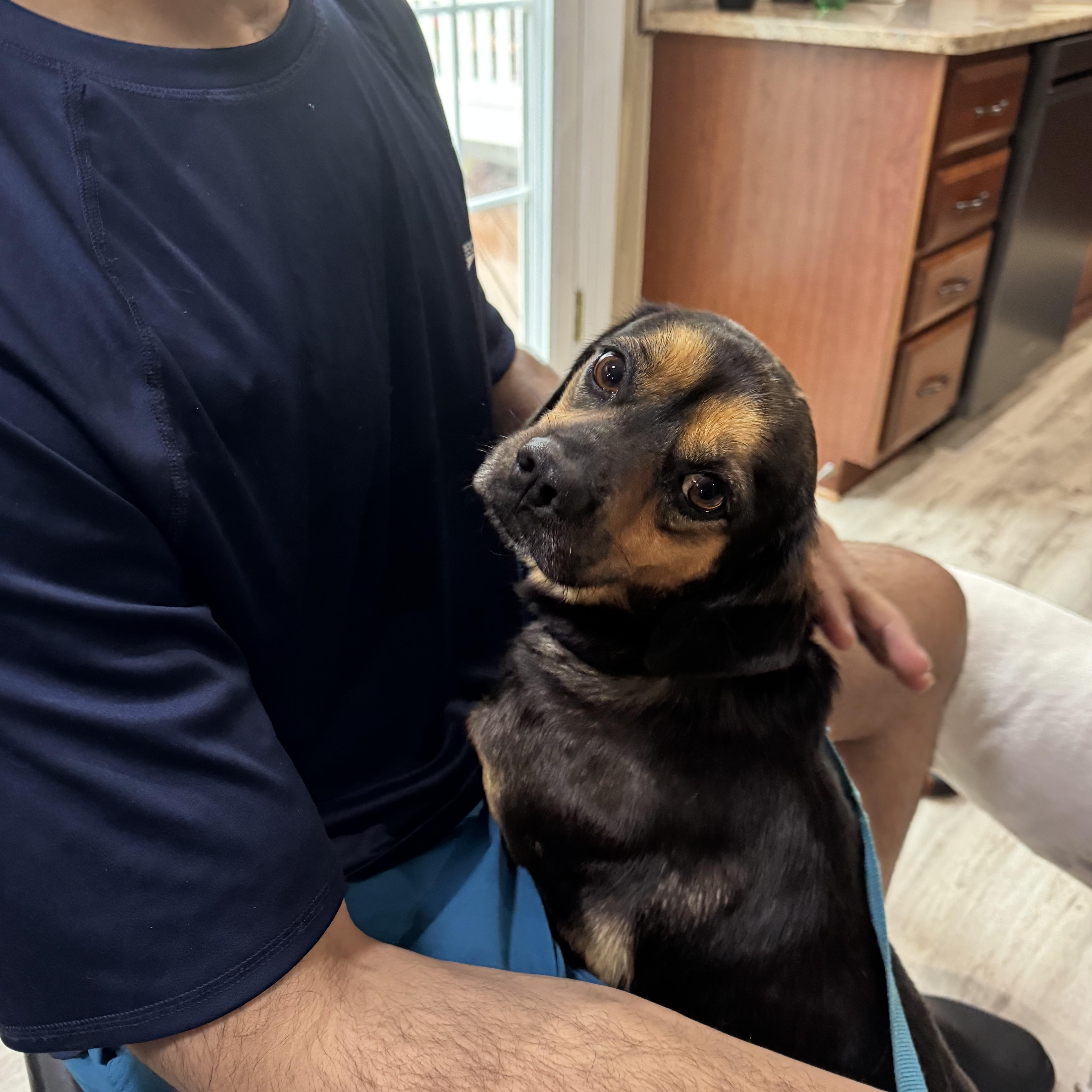 Enlarge Chopper, a Adoptable mixed breed in Lovettsville, VA image 2/6