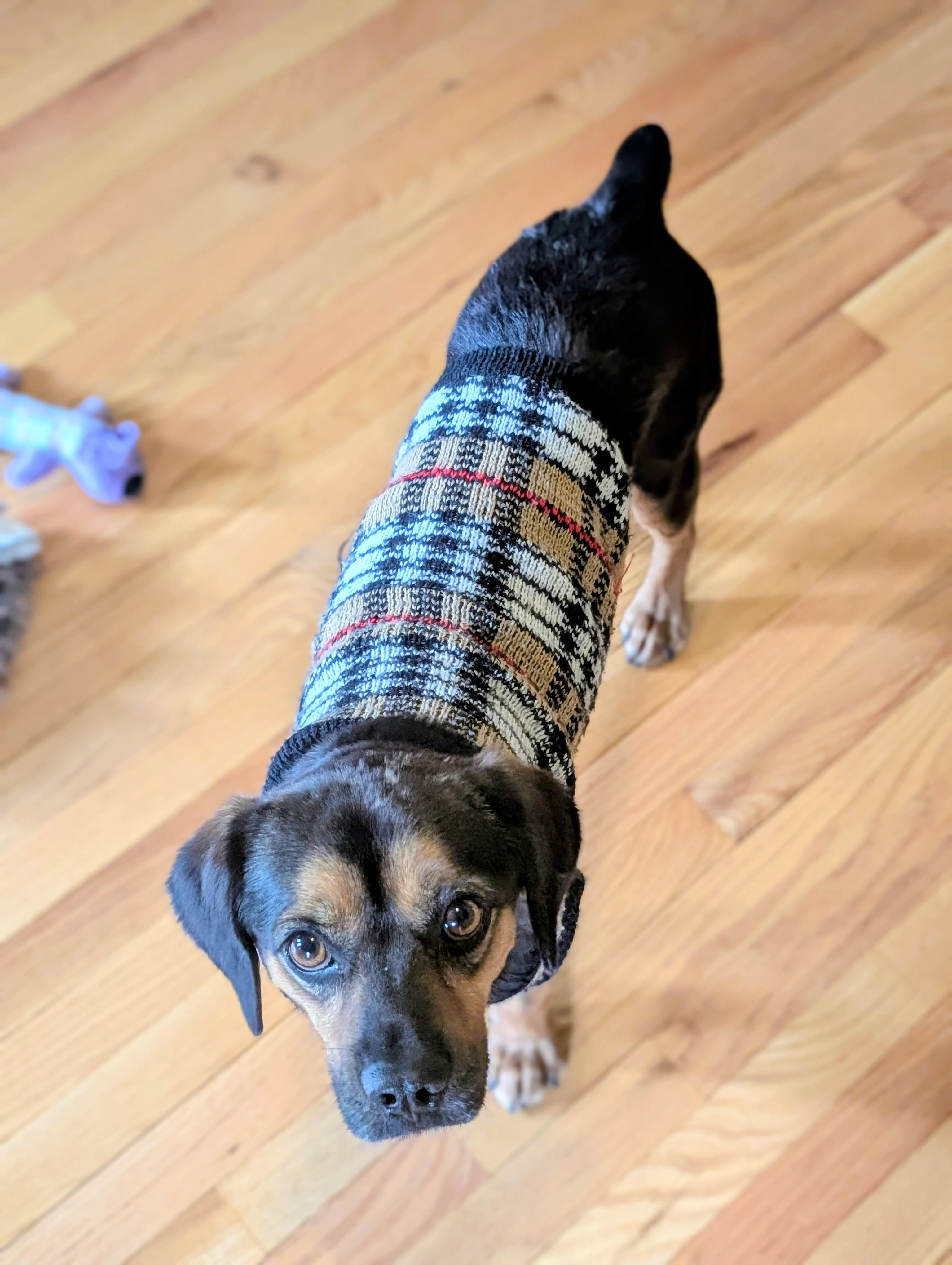 Enlarge Chopper, a Adoptable mixed breed in Lovettsville, VA image 3/6