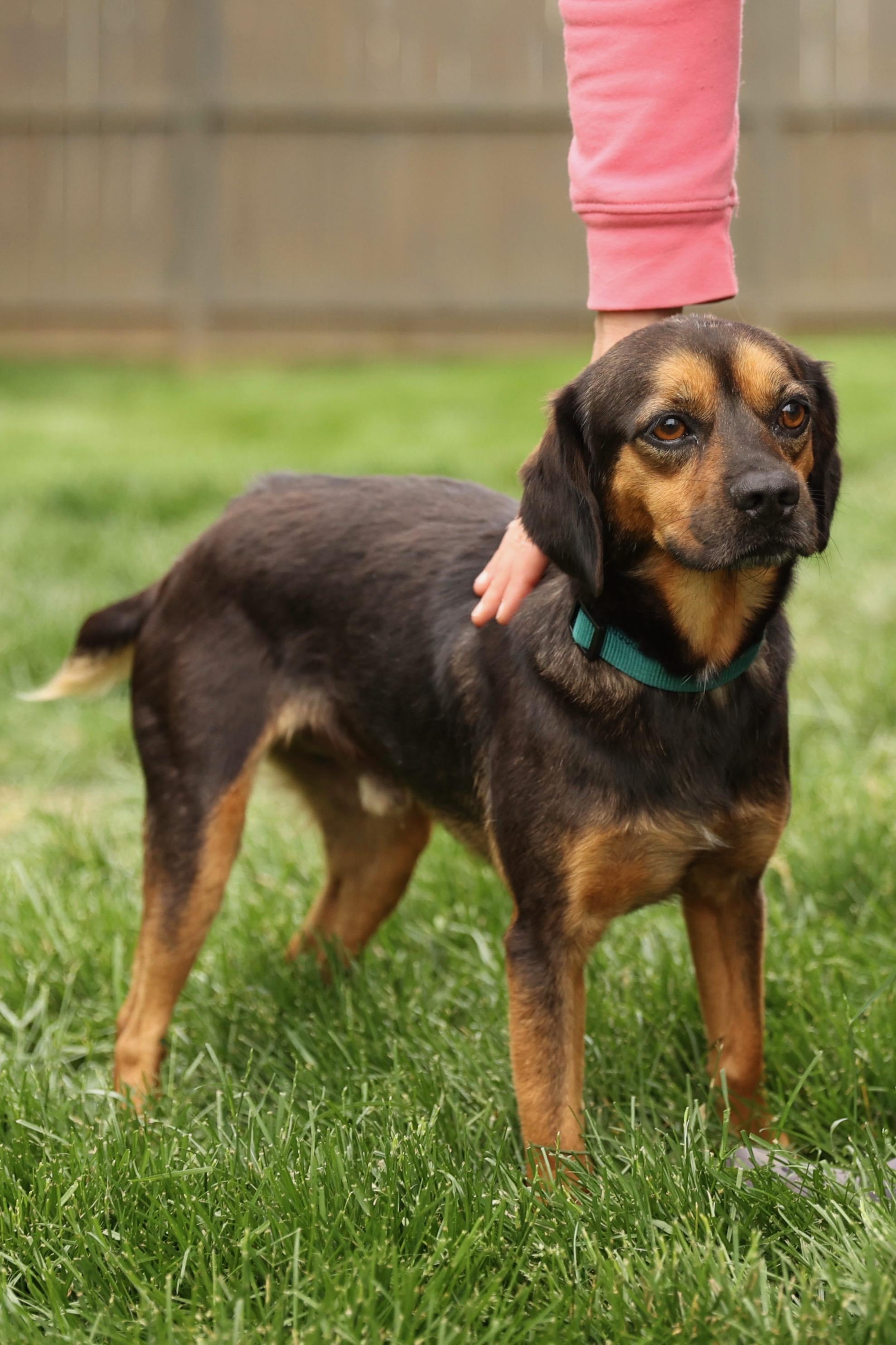 Enlarge Chopper, a Adoptable mixed breed in Lovettsville, VA image 1/6