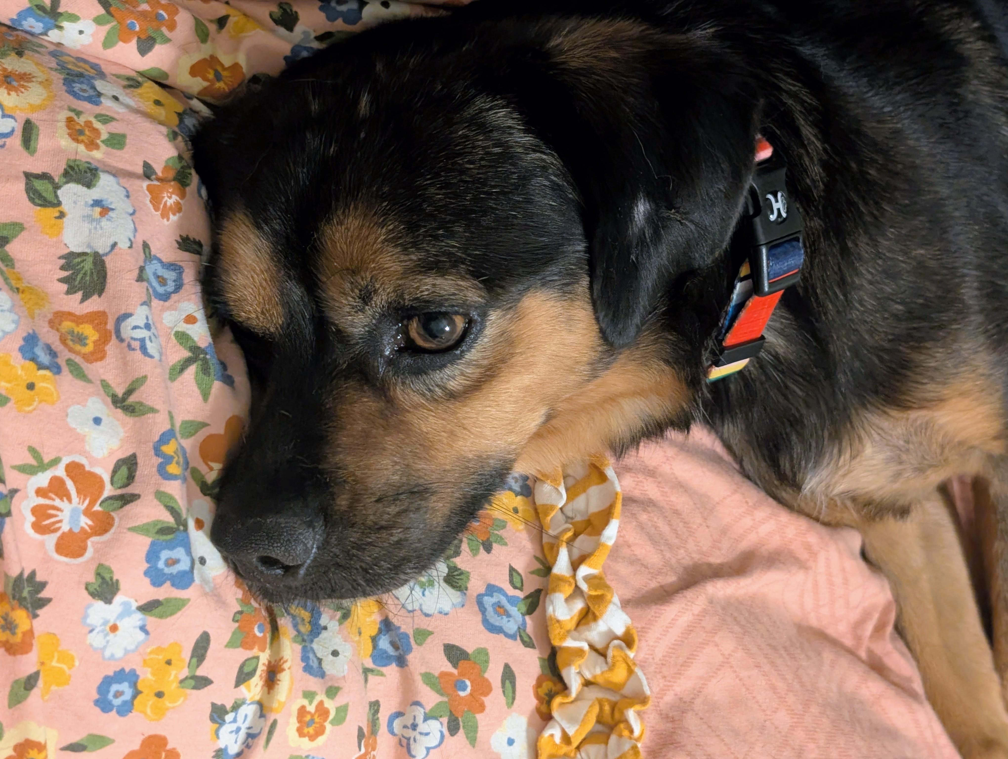 Enlarge Chopper, a Adoptable mixed breed in Lovettsville, VA image 4/6