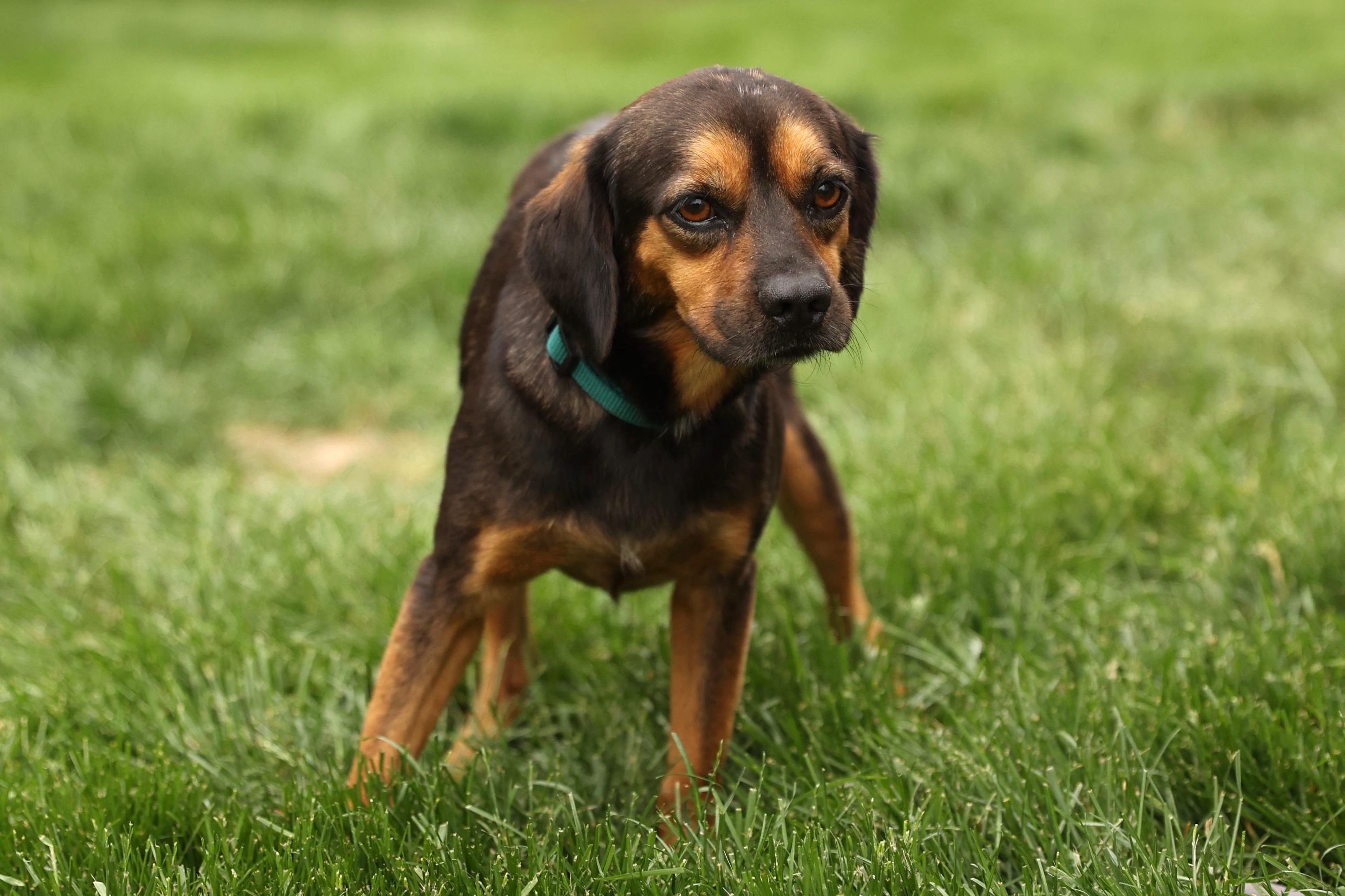 Enlarge Chopper, a Adoptable mixed breed in Lovettsville, VA image 6/6