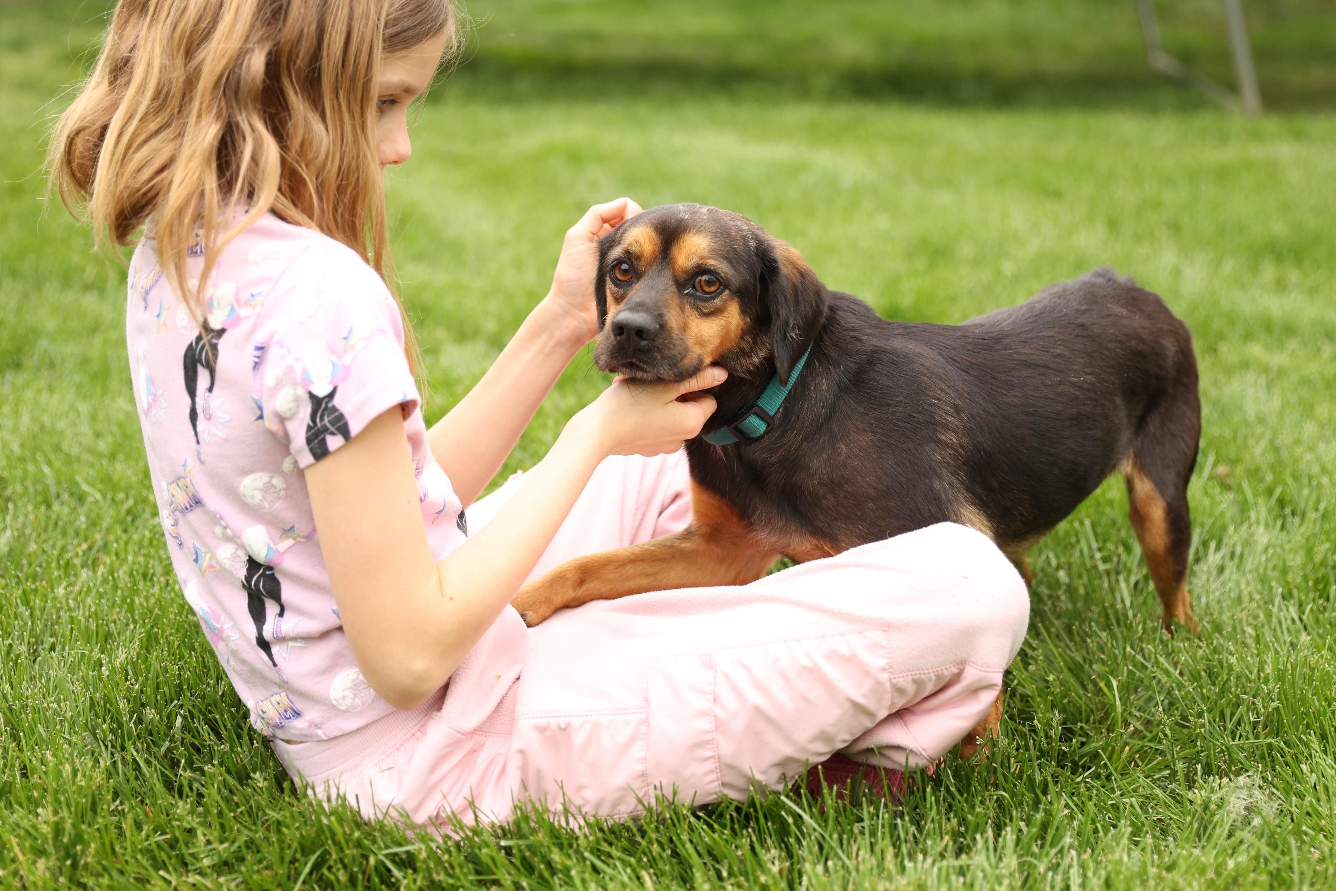 Enlarge Chopper, a Adoptable mixed breed in Lovettsville, VA image 5/6