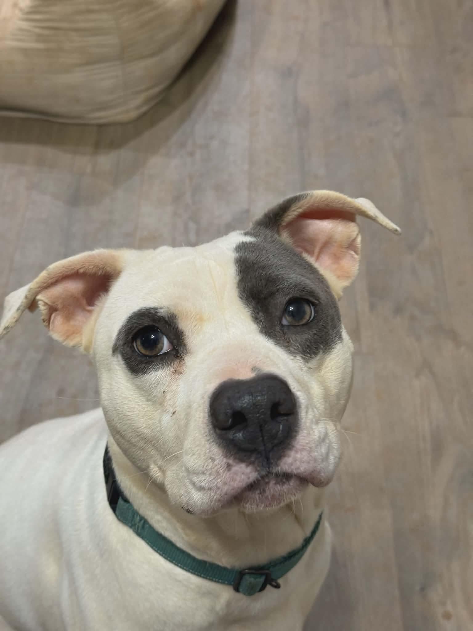 Taryn, a ADOPTABLE Mixed Breed in Sunset Bch, NC image 4/5