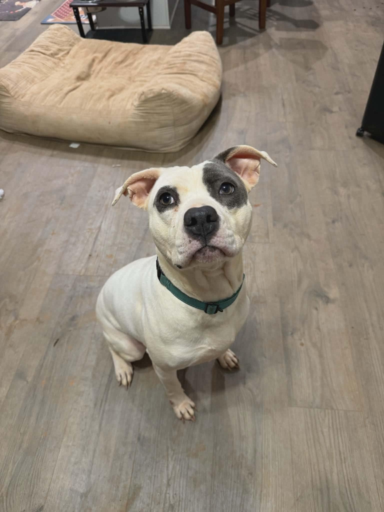 Taryn, a ADOPTABLE Mixed Breed in Sunset Bch, NC image 3/5