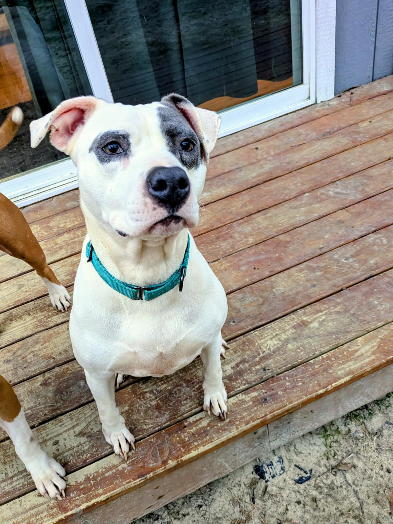 Taryn, a ADOPTABLE Mixed Breed in Sunset Bch, NC image 1/5