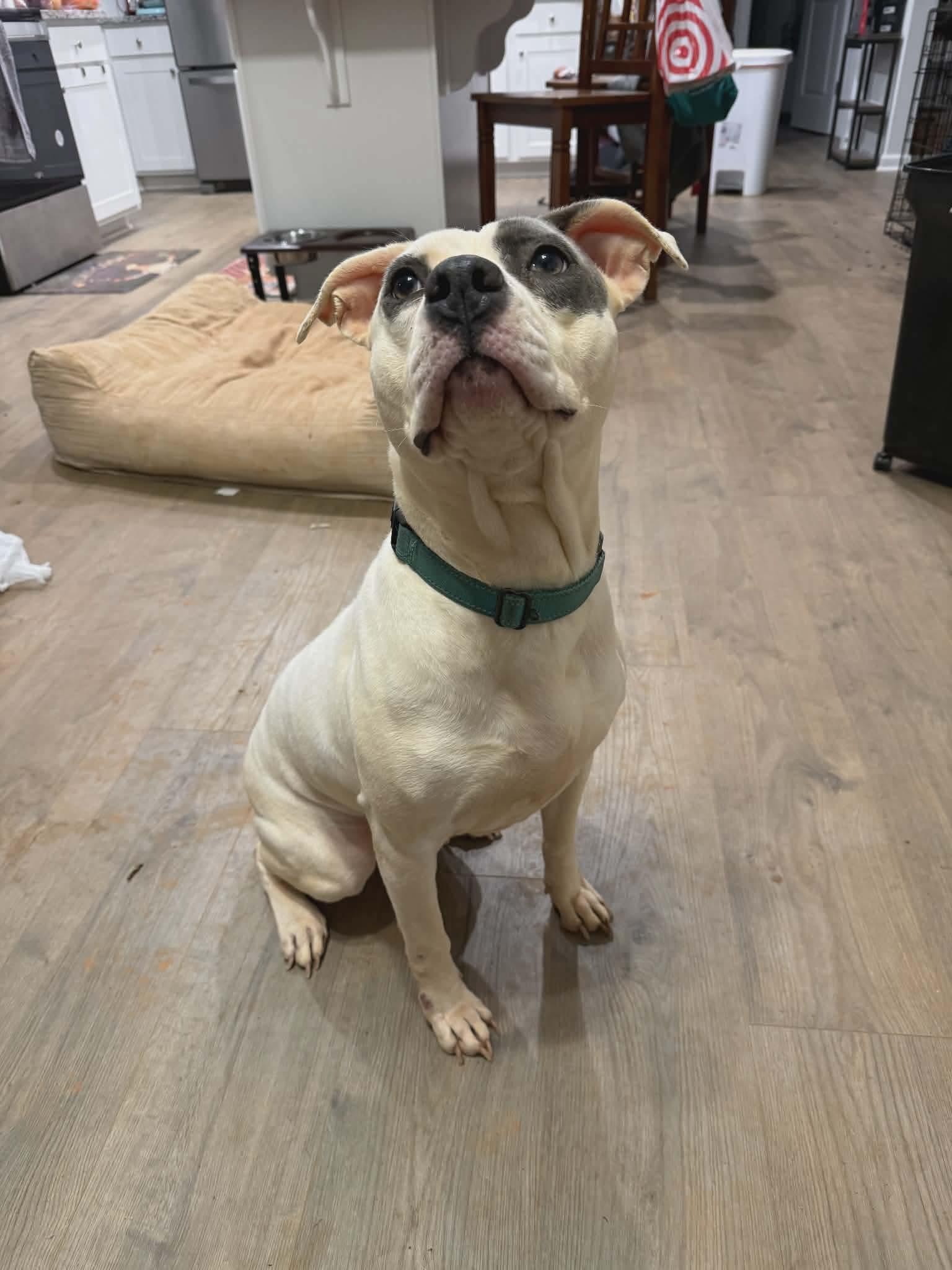 Taryn, a ADOPTABLE Mixed Breed in Sunset Bch, NC image 5/5