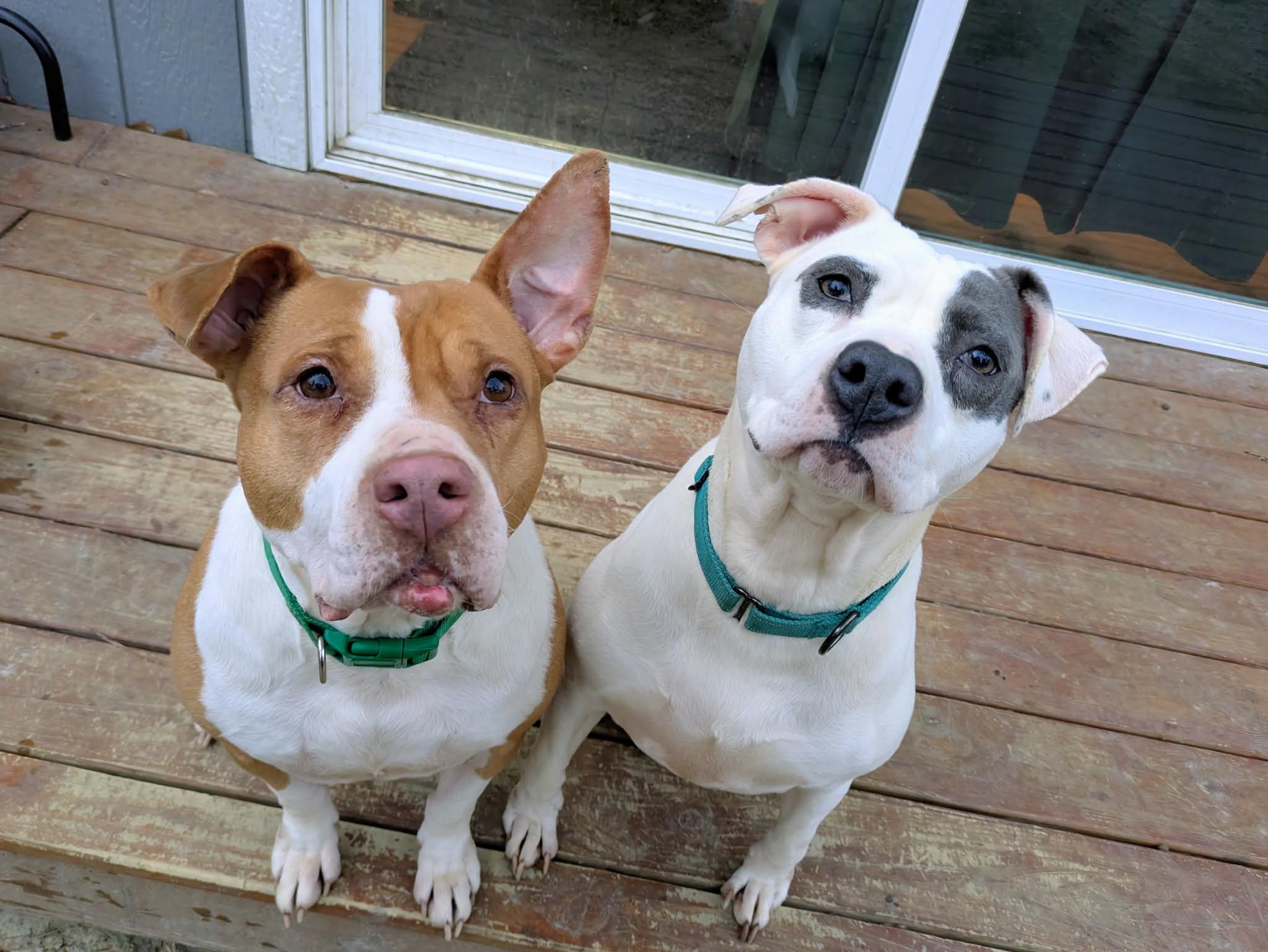 Taryn, a ADOPTABLE Mixed Breed in Sunset Bch, NC image 2/5