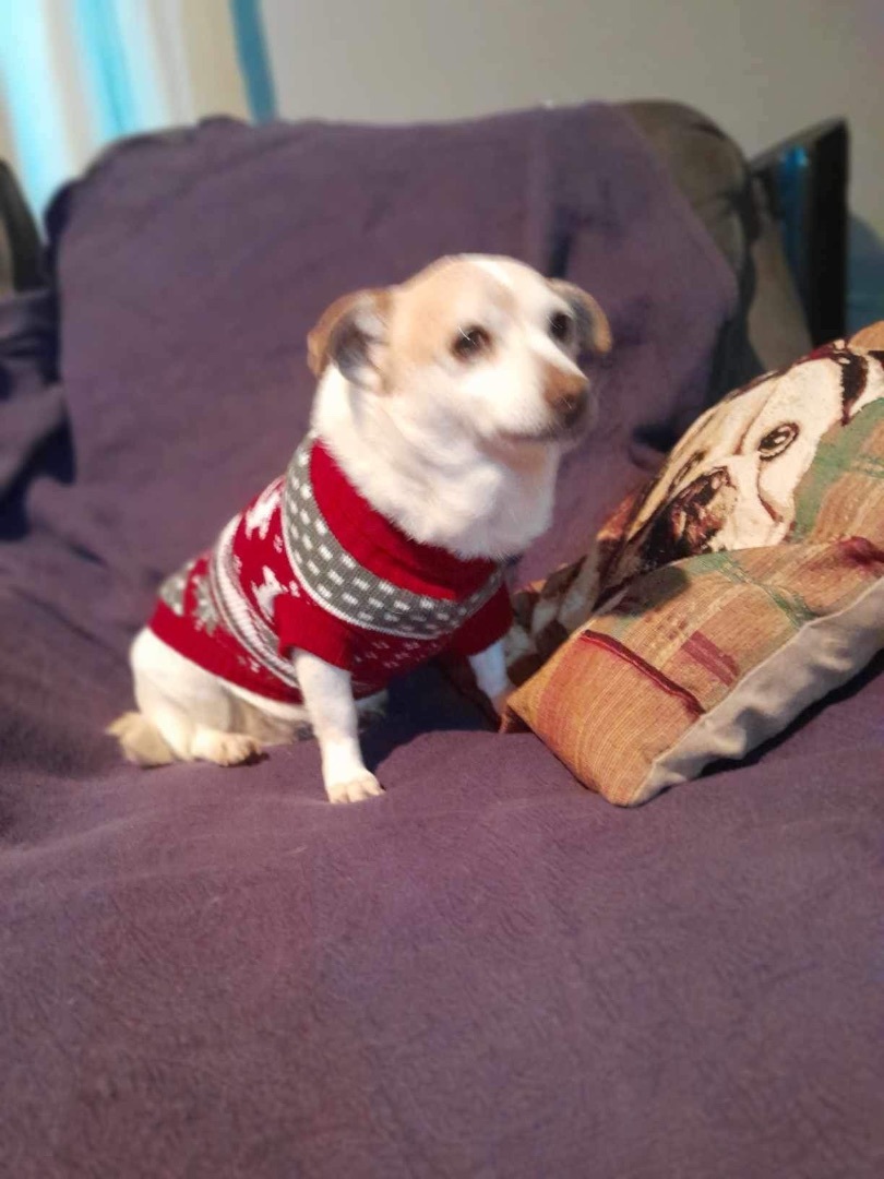 Molly, a Adoptable mixed breed in Imperial Beach, CA image 1/5