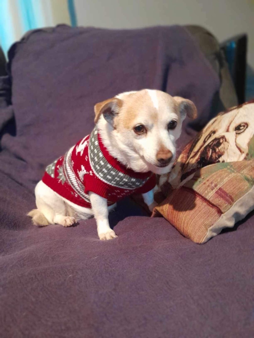 Molly, a Adoptable mixed breed in Imperial Beach, CA image 2/5