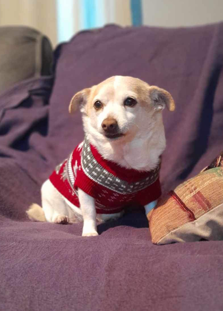 Molly, a Adoptable mixed breed in Imperial Beach, CA image 3/5