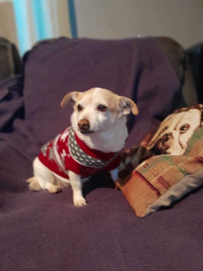 Molly, a Adoptable mixed breed in Imperial Beach, CA image 4/5