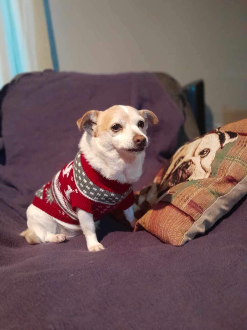 Molly, a Adoptable mixed breed in Imperial Beach, CA image 5/5