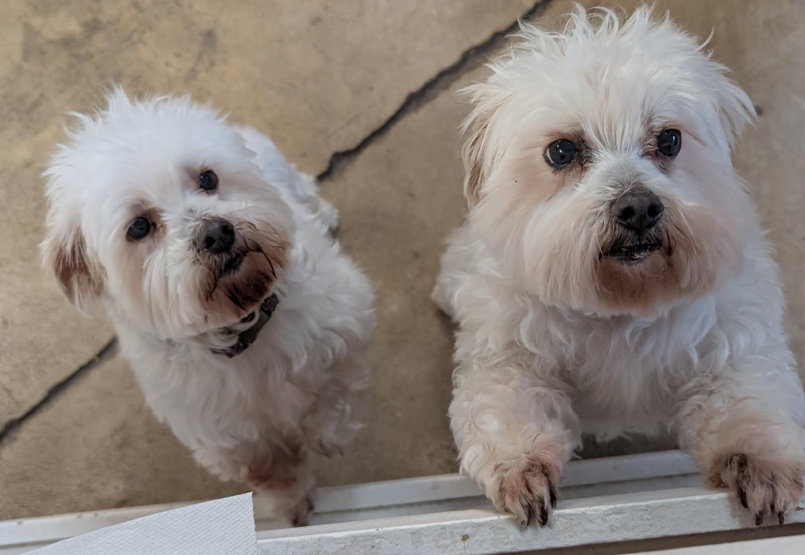 Geno & Ace thumbnail 2