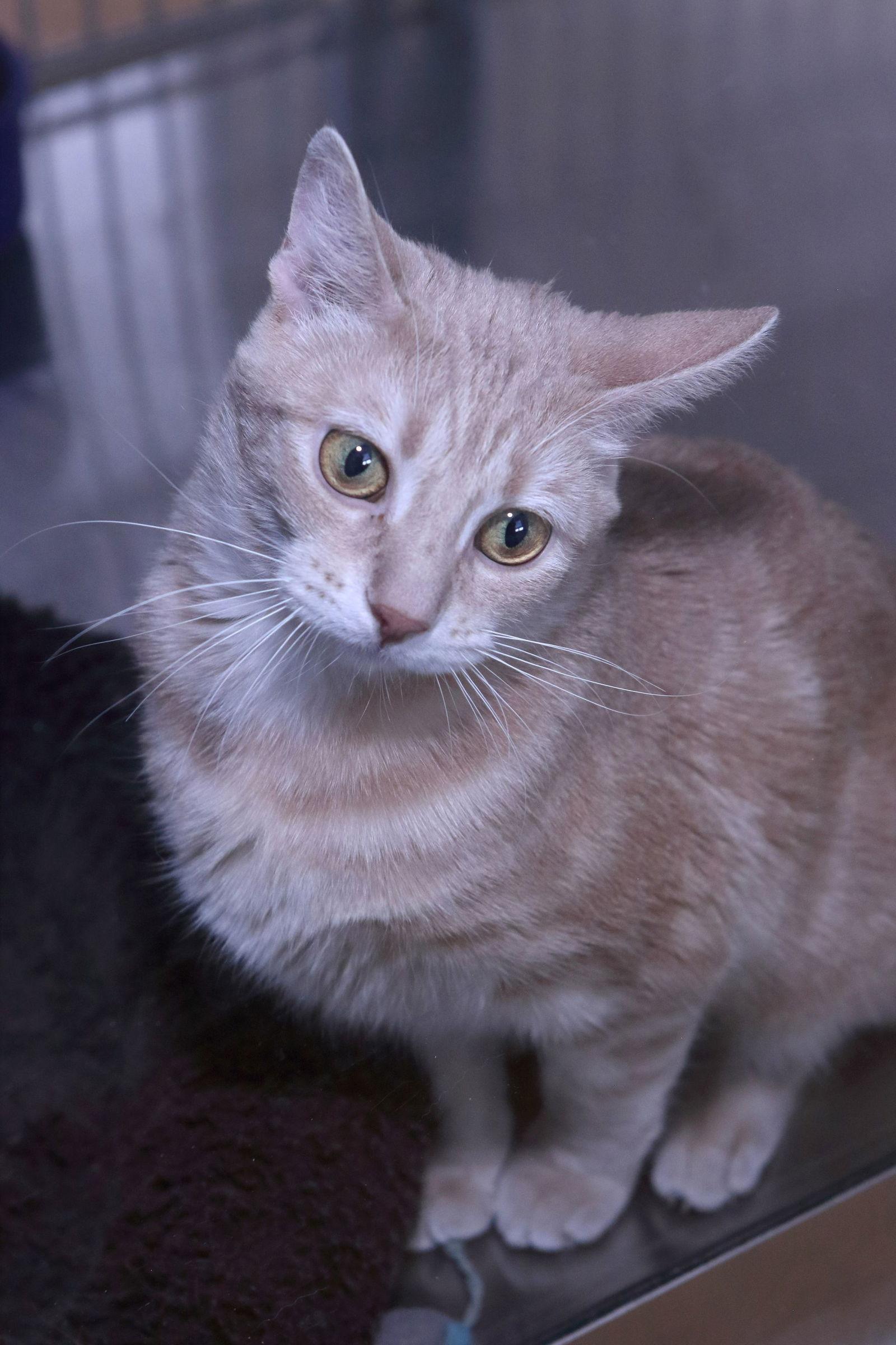Enlarge Velvet, a Adoptable Domestic Short Hair in Austin, MN image 1/3