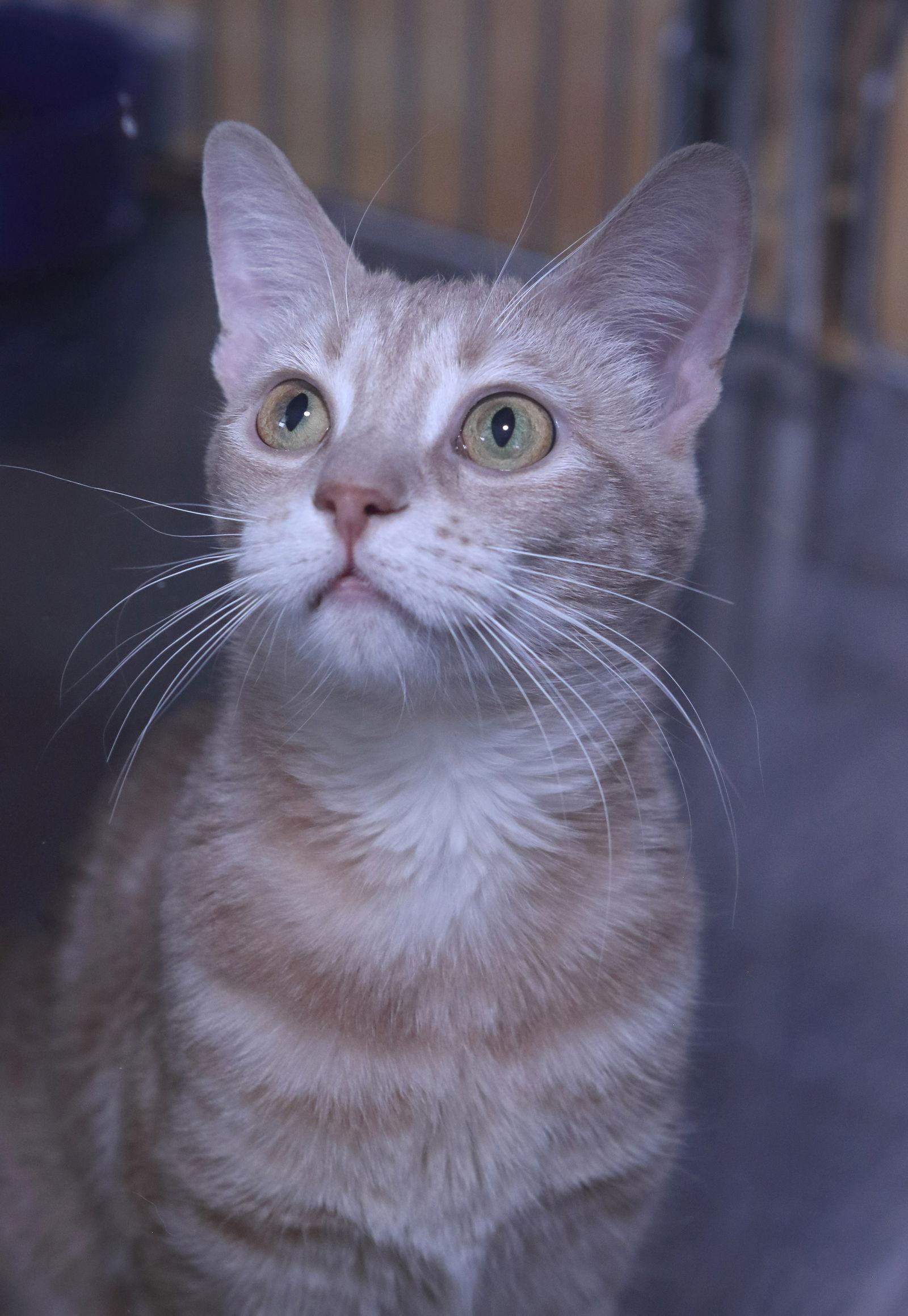 Enlarge Velvet, a Adoptable Domestic Short Hair in Austin, MN image 3/3