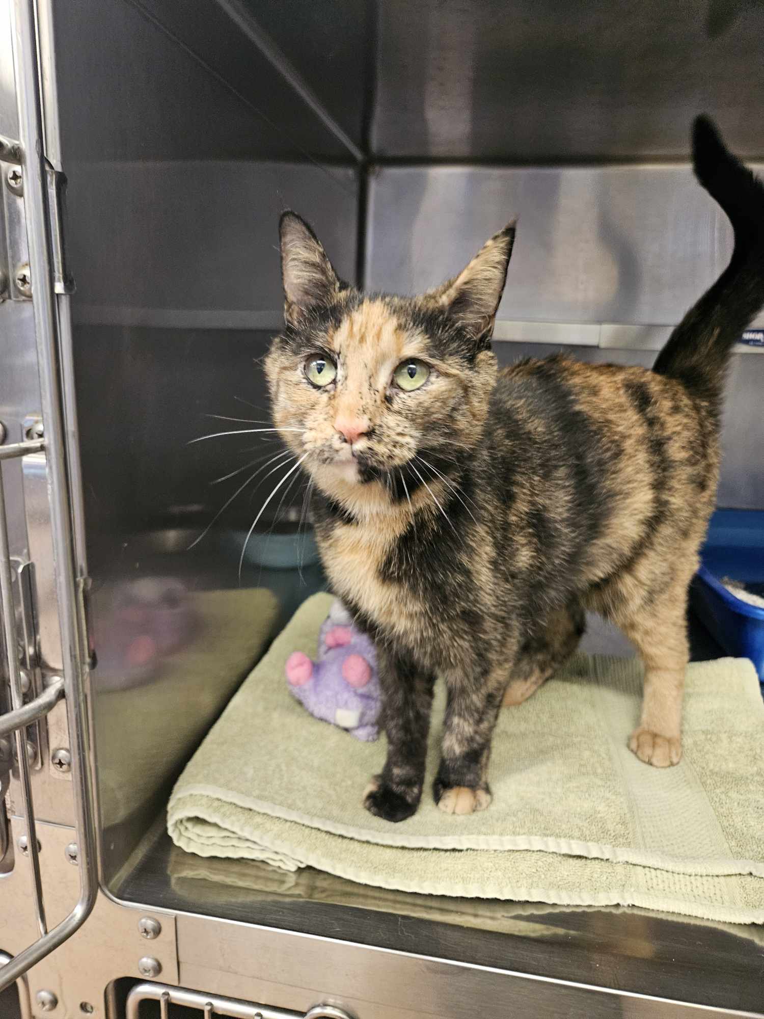 Raisa, an adopted Domestic Short Hair in Ulster, PA_image-1