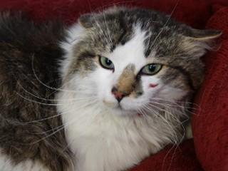 CatCat, ADOPTABLE, Adult Male Domestic Medium Hair.