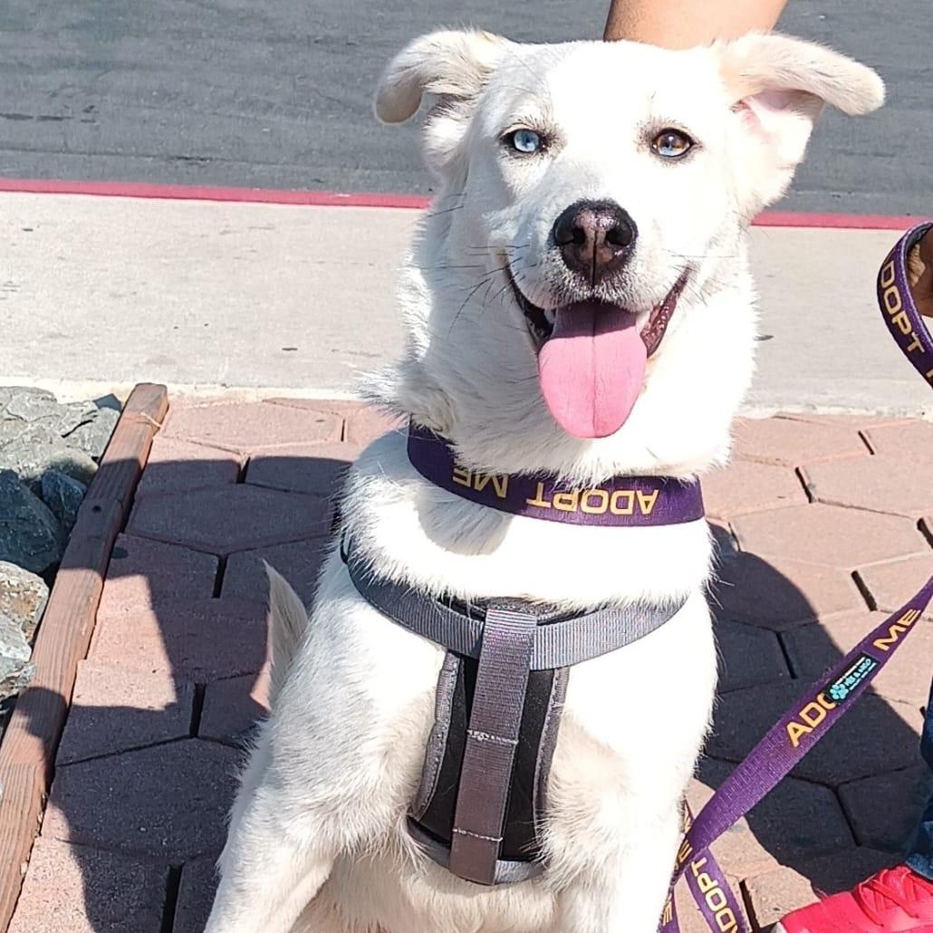 Enlarge Bianca, a ADOPTABLE mixed breed in San Diego, CA image 1/6