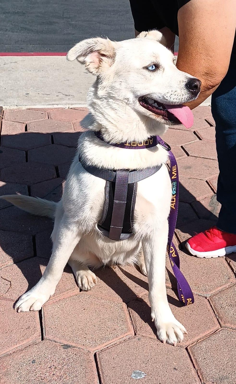 Enlarge Bianca, a ADOPTABLE mixed breed in San Diego, CA image 6/6