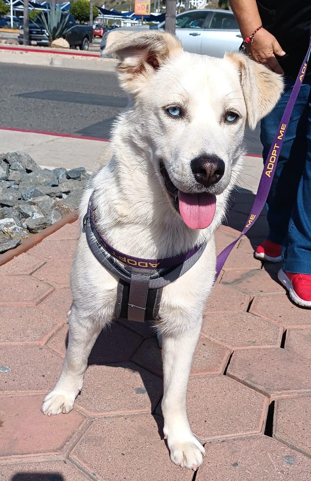 Enlarge Bianca, a ADOPTABLE mixed breed in San Diego, CA image 5/6