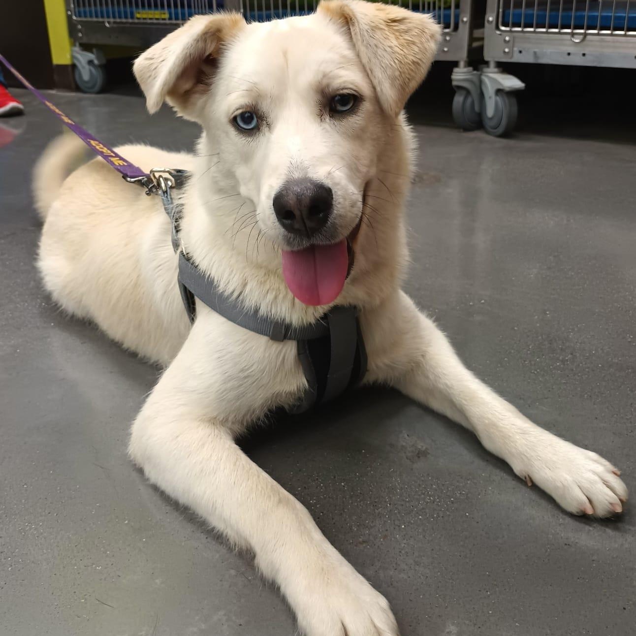 Enlarge Bianca, a ADOPTABLE mixed breed in San Diego, CA image 2/6