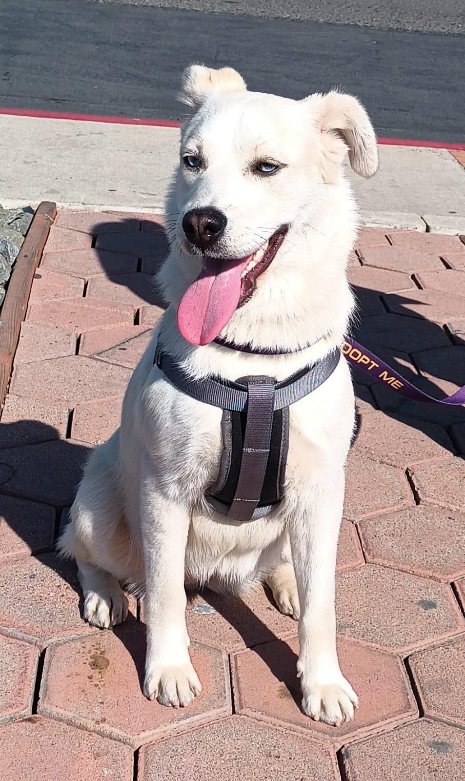 Enlarge Bianca, a ADOPTABLE mixed breed in San Diego, CA image 4/6