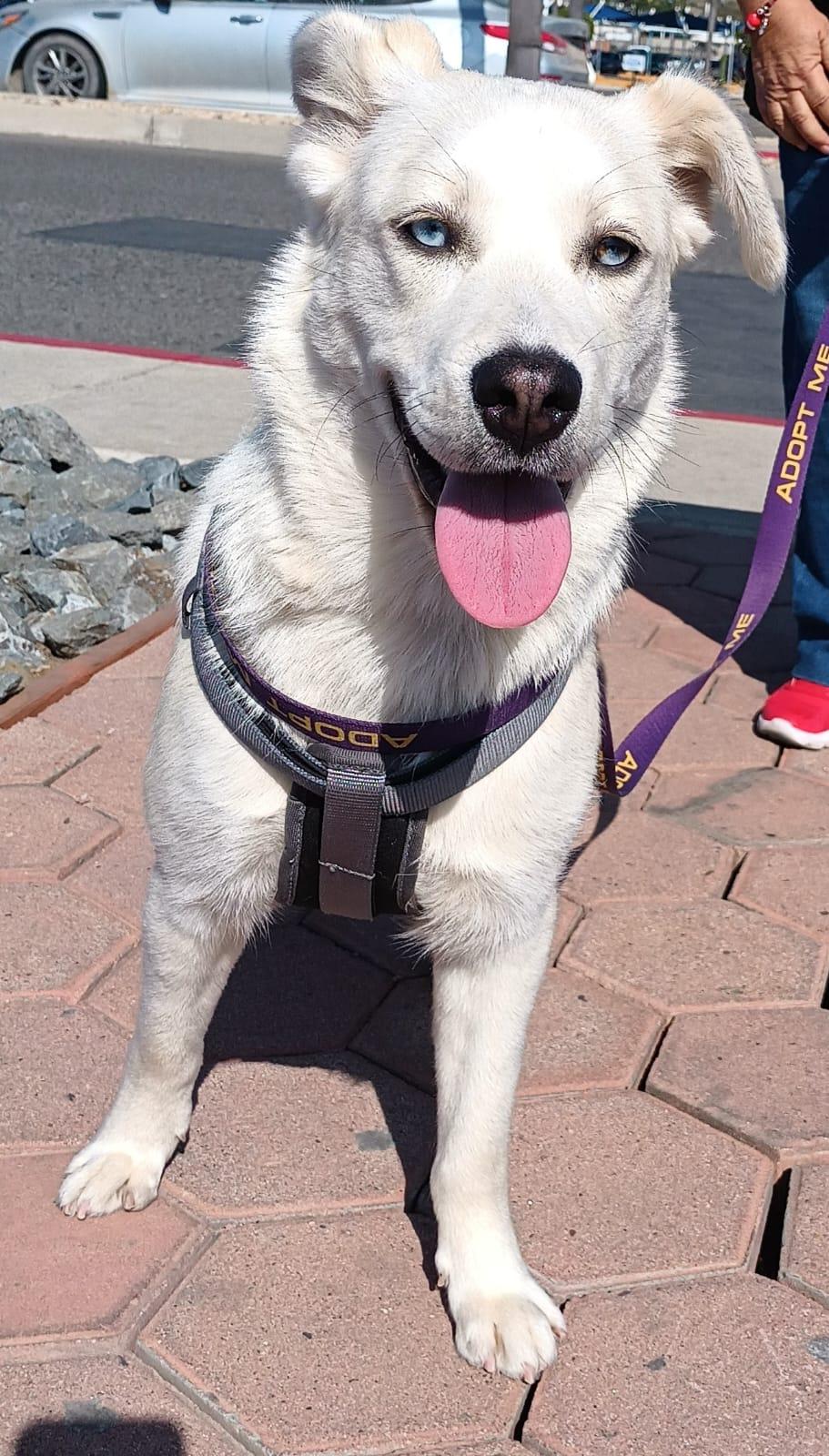 Enlarge Bianca, a ADOPTABLE mixed breed in San Diego, CA image 3/6