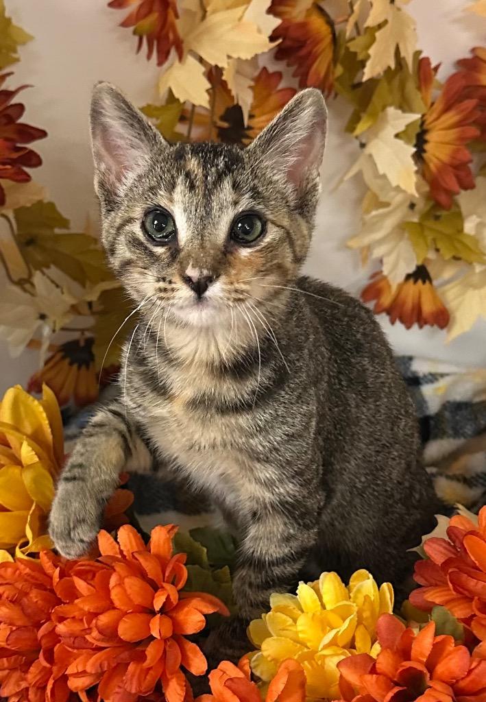 6/23/25 -Basil, Adoptable, Young Female Domestic Short Hair.